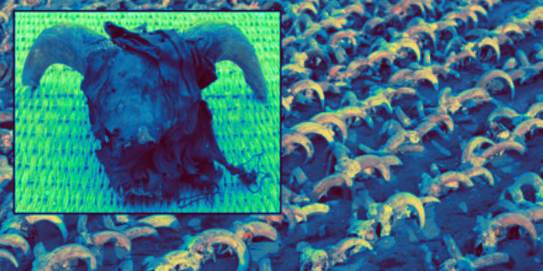 2000 Mummified Rams Heads Found at Temple in Egypt…